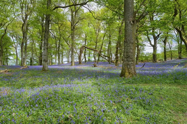 Kinclaven Bluebell Wood