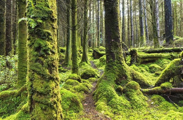Lauragh Forest