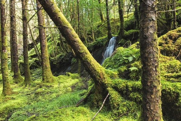 Lauragh Forest