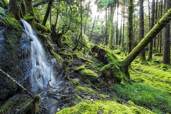 Lauragh Forest
