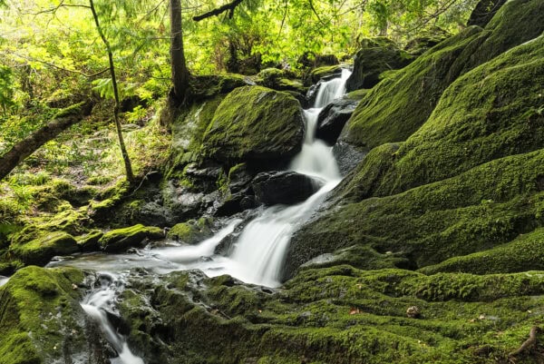 Lauragh Forest