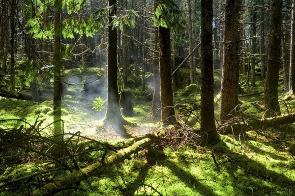 Lauragh Forest