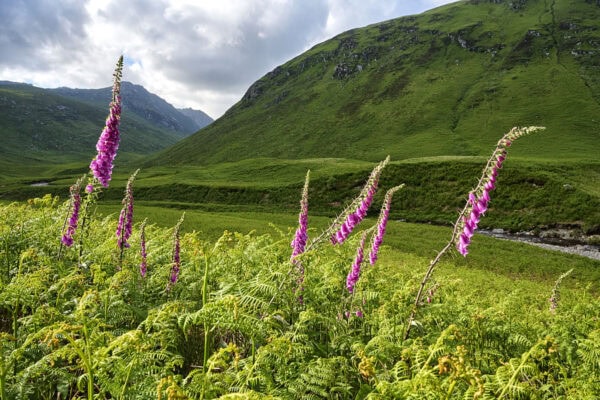 Glen Rosa