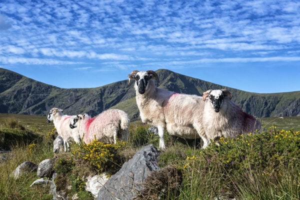 Sheep