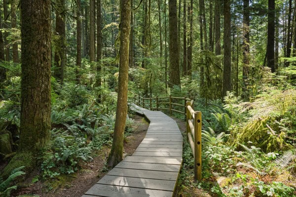 Lynn Canyon