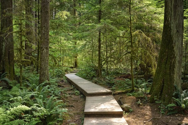 Lynn Canyon