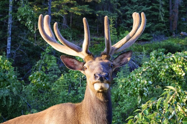 Elk