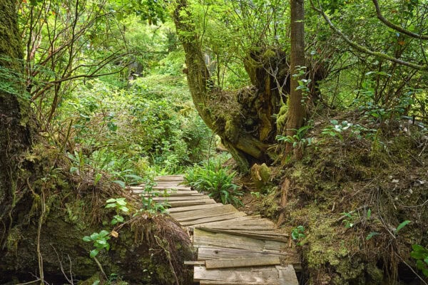 Meares Island
