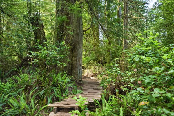 Meares Island