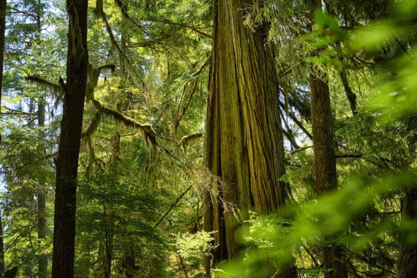 Meares Island