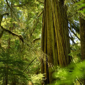 Meares Island