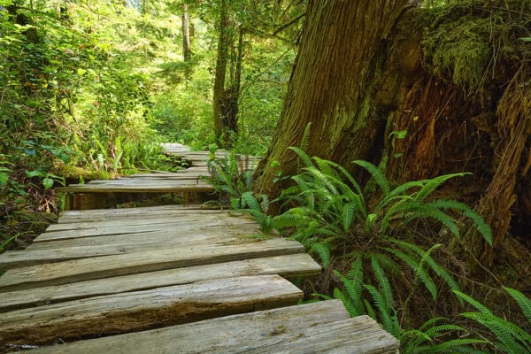 Meares Island