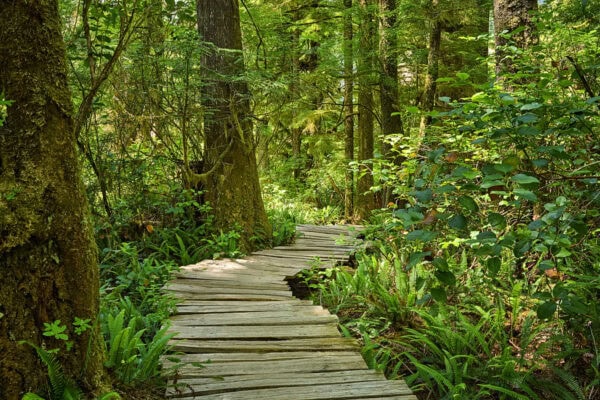 Meares Island