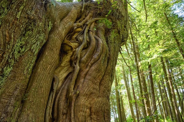 Meares Island