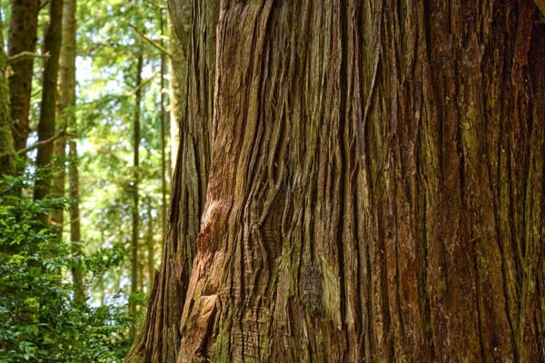Meares Island