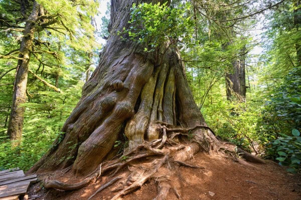 Meares Island