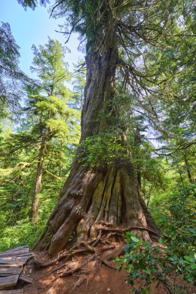 Meares Island