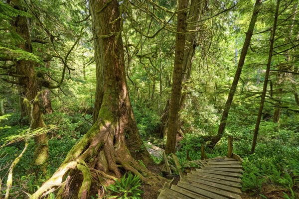 Meares Island