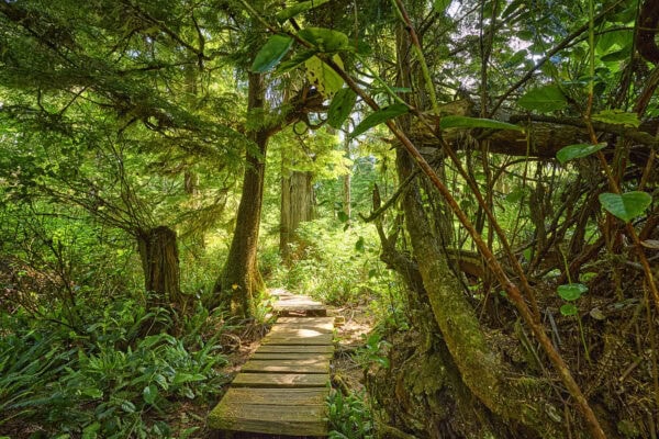 Meares Island