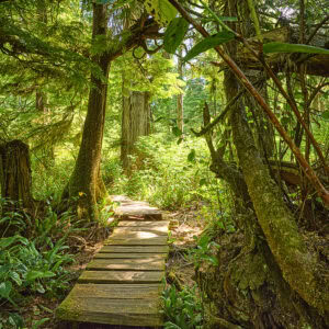 Meares Island