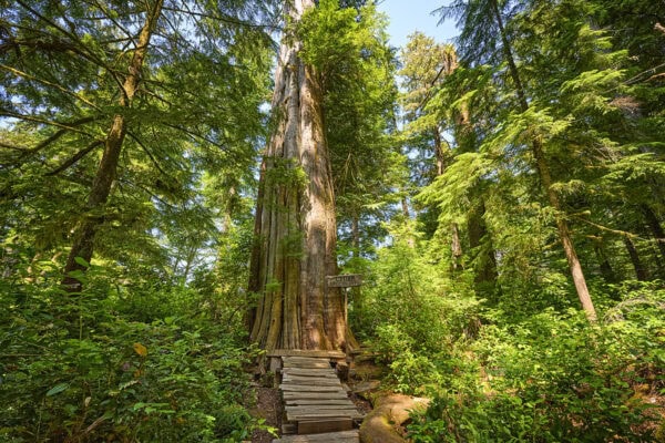 Meares Island