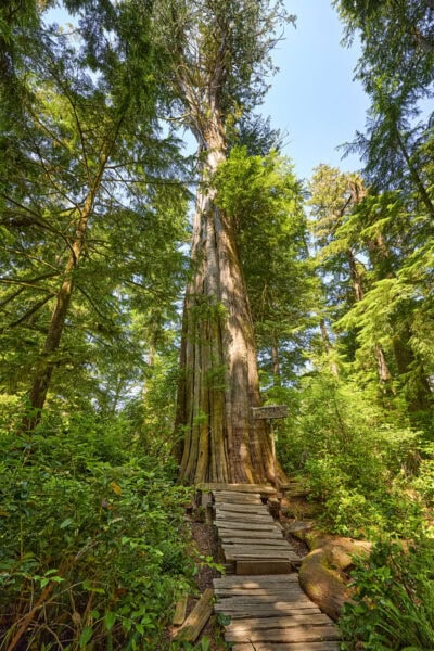 Meares Island