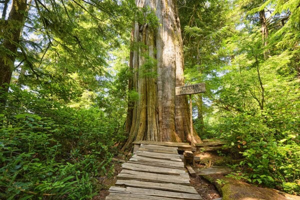 Meares Island