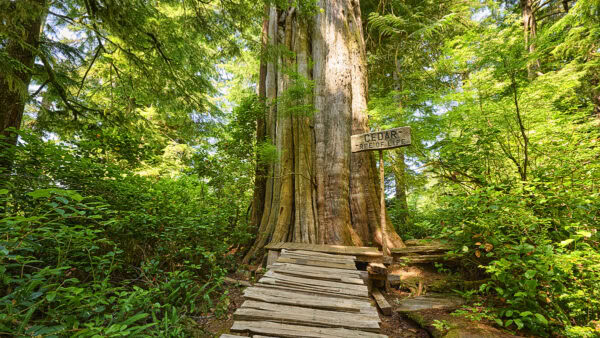 Meares Island - Tree of Life
