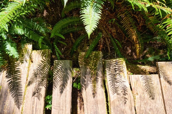 Meares Island
