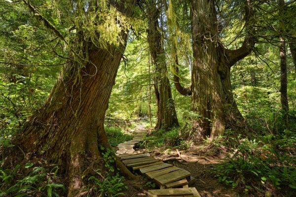 Meares Island