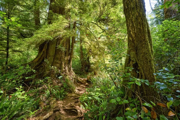 Meares Island