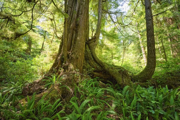Meares Island