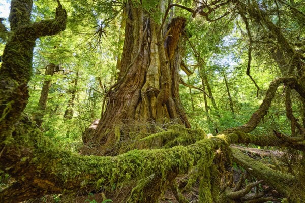 Meares Island