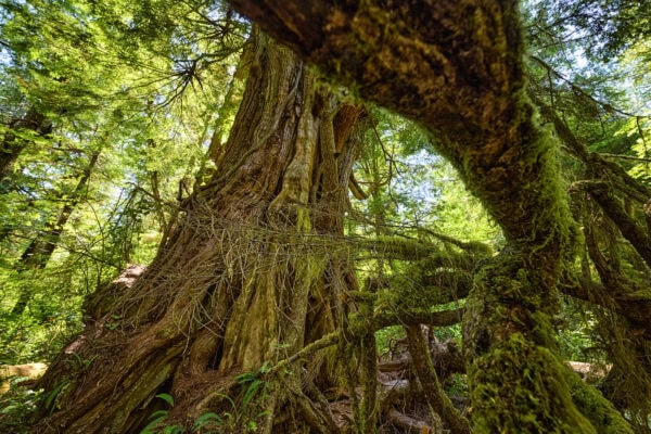 Meares Island