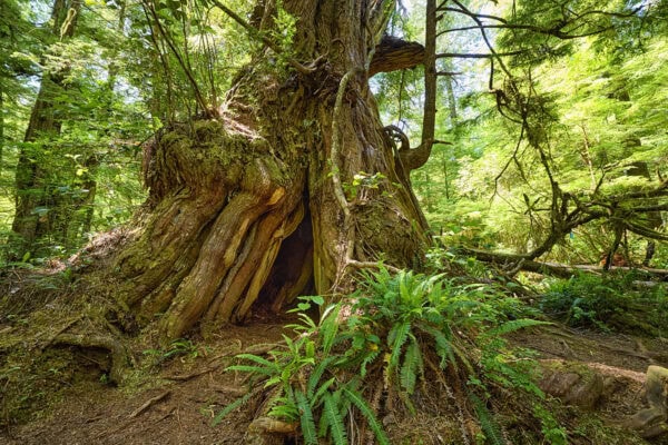Meares Island