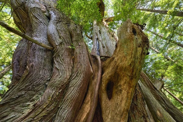 Meares Island