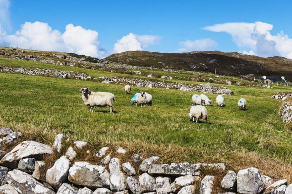 Sheep