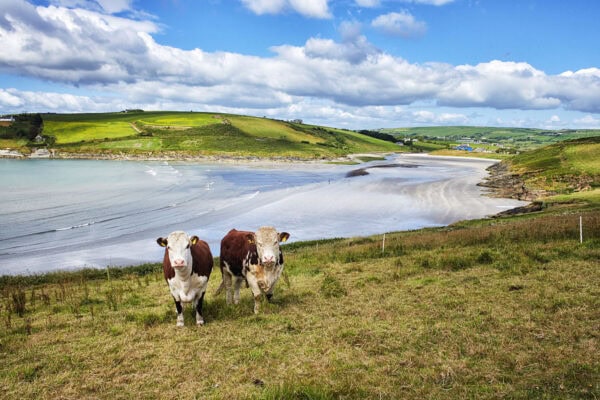 Moloney's Strand