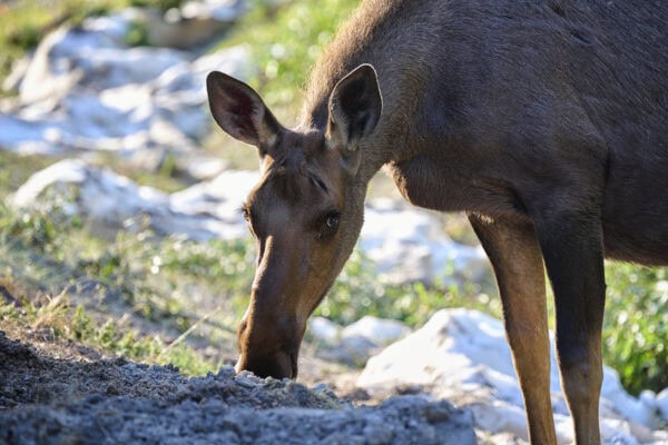 Moose
