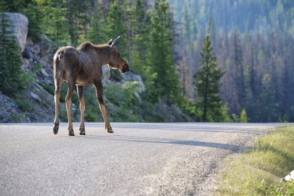 Moose