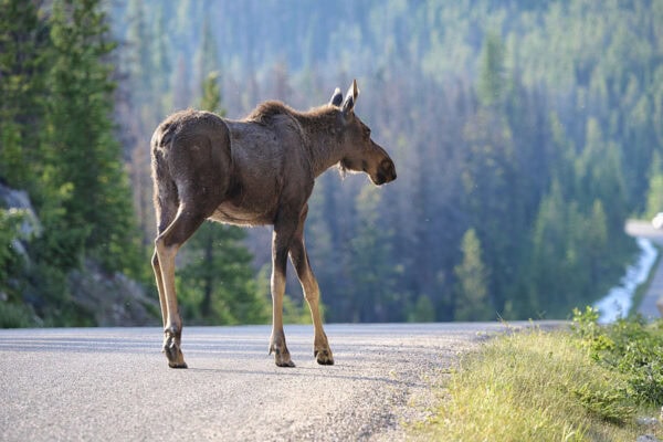 Moose