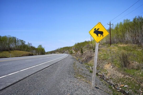 Moose Sign