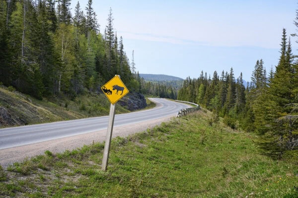 Moose Sign