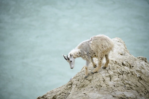 Mountain Goats