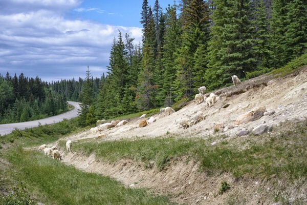 Mountain Goats