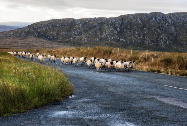 Sheep