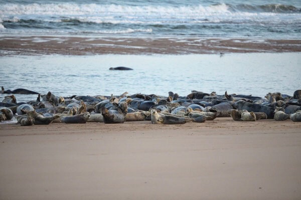 Newburgh Seal Beach