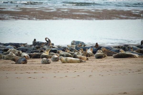 Newburgh Seal Beach