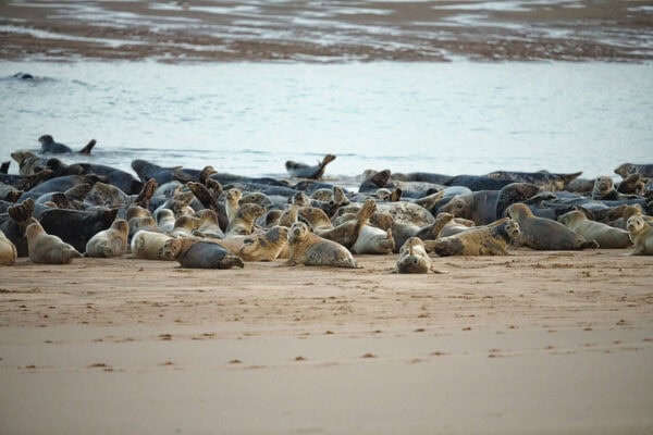 Newburgh Seal Beach