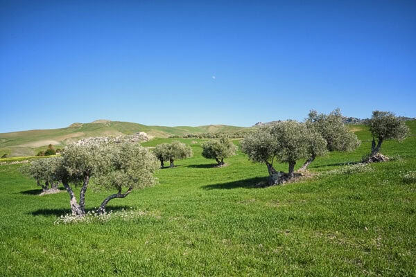Olive Trees